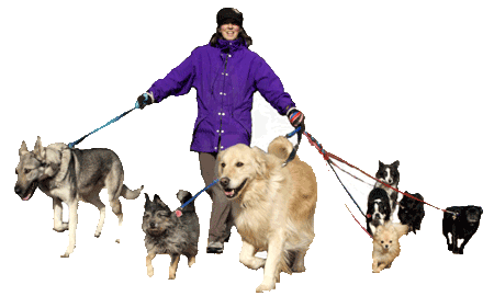 Carolyn walking dogs